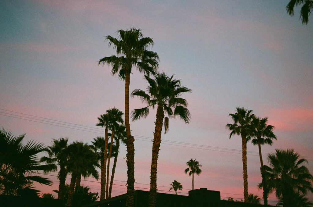 a pink and blue sunset with palm trees in palm springs taken on film